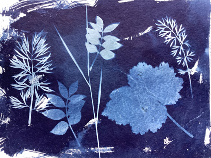 Cyanotype 1